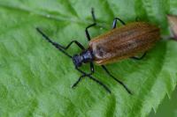 Lagria hirta