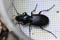 Pterostichus cristatus