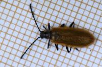 Lagria hirta