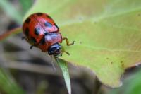Gonioctena decemnotata