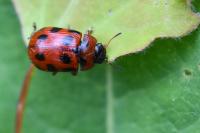 Gonioctena decemnotata
