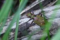 Cicindela campestris