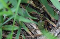 Cicindela campestris