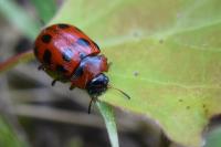 Gonioctena decemnotata