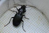 Pterostichus cristatus