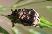 Valgus hemipterus