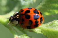 Harmonia axyridis