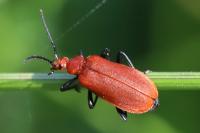 Pyrochroa serraticornis