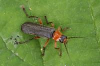 Cantharis pellucida