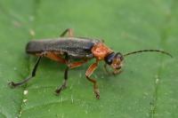 Cantharis pellucida