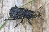 Platyrhinus resinosus