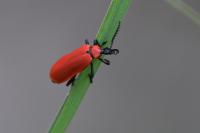 Pyrochroa coccinea