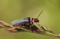 Cantharis rustica