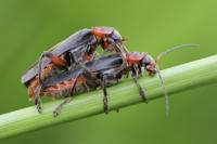 Cantharis rustica