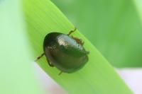 Chrysolina bankii