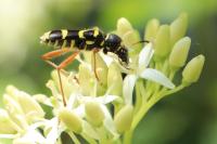 Clytus arietis