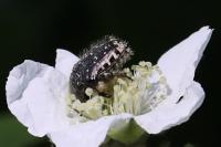 Oxythyrea funesta