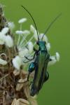Oedemera nobilis