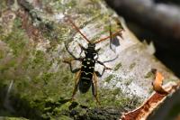 Plagionotus arcuatus