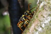 Plagionotus arcuatus