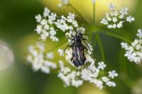 Anoplodera sexguttata