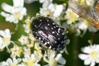 Oxythyrea funesta