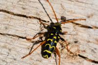 Plagionotus arcuatus