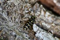 Plagionotus arcuatus