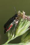 Malachius bipustulatus