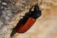 Bostrichus capucinus