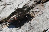 Chrysobothris affinis