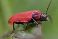 Pyrrhidium sanguineum