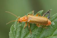 Cantharis