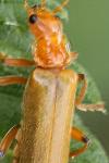 Cantharis