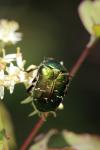 Cetonia aurata
