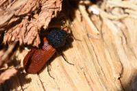 Bostrichus capucinus