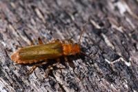Cantharis