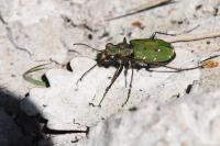 Cicindela campestris