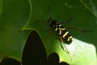 Clytus arietis