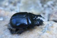Typhaeus typhoeus