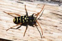 Plagionotus arcuatus