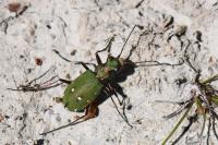 Cicindela campestris