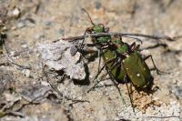 Cicindela campestris