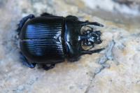 Typhaeus typhoeus