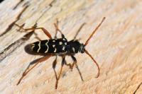 Plagionotus arcuatus