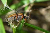 Cortodera humeralis