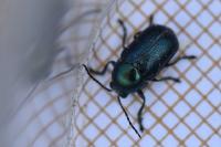 Cryptocephalus