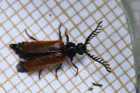 Drilus flavescens