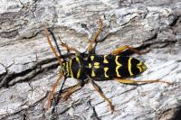 Plagionotus arcuatus