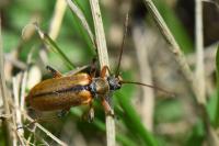 Cortodera humeralis